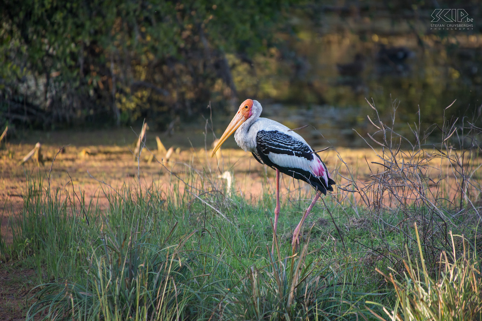 Keoladeo - Painted stork A painted stork (Mycteria leucocephala). Stefan Cruysberghs